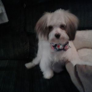 Meet your Posher, Sherry